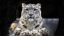  ,  , ,  snow leopard